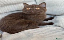 British Shorthair cats for sale: Ready British Shorthair Chunky Kittens - Image 18