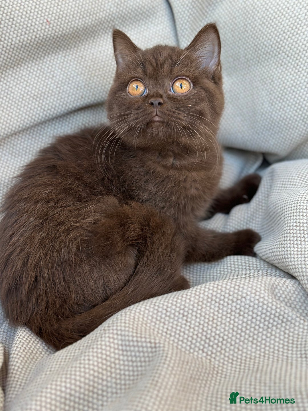 British Shorthair cats for sale: Ready British Shorthair Chunky Kittens - Image 18