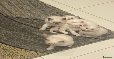 Ragdoll cats - Advert 14
