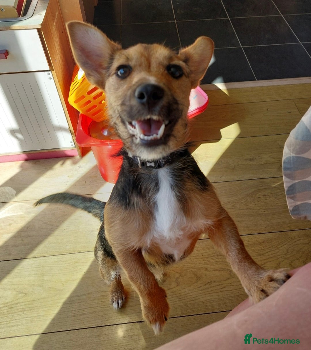 Jack Russell dogs for sale: Jack Russell Terrier - Image 5