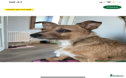 Mixed Breed dogs for sale: Very adorable Shih tzu for sale , 2 boys and 1girl - Advert 17