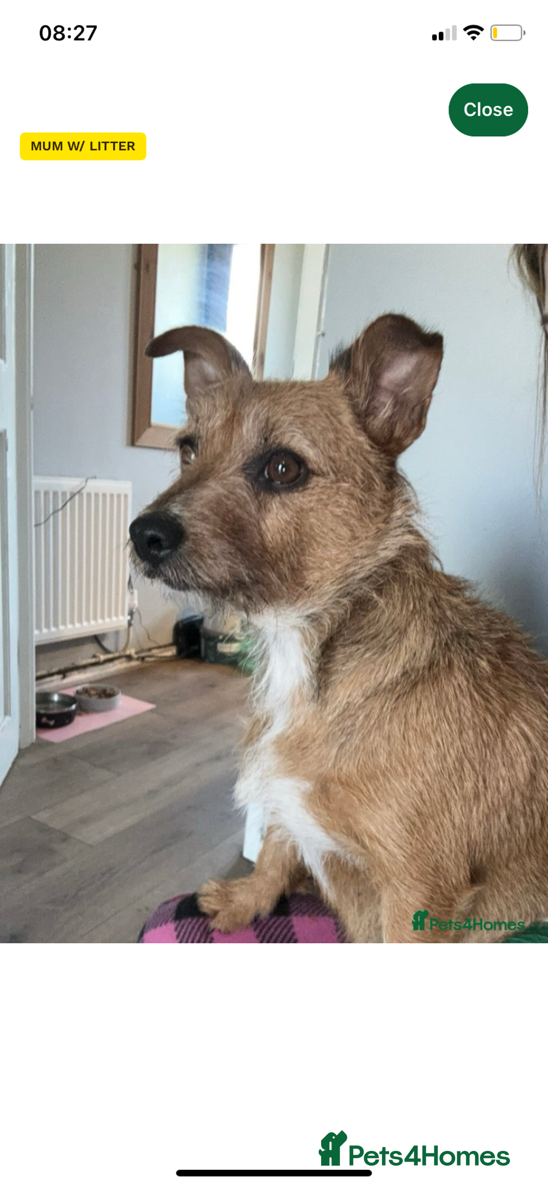 Mixed Breed dogs for sale: Very adorable Shih tzu for sale , 2 boys and 1girl - Advert 17