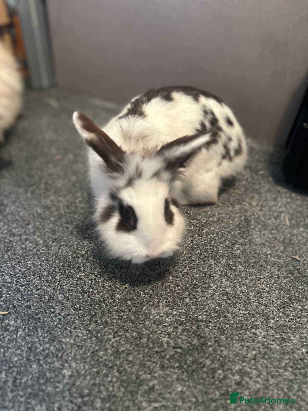 Lionhead rabbits for sale: Make lionhead - Advert 1