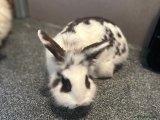 Lionhead rabbits Make lionhead - Advert 1