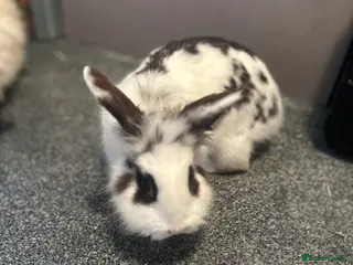 Lionhead rabbits Male lionhead - Advert 19