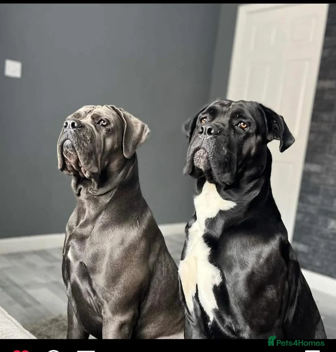 Cane Corso dogs for sale: Cane corso puppies - Advert 1