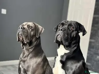 Cane Corso dogs Cane corso puppies - Advert 1
