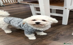 Maltese dogs for stud: Maltese Stud - Image 1