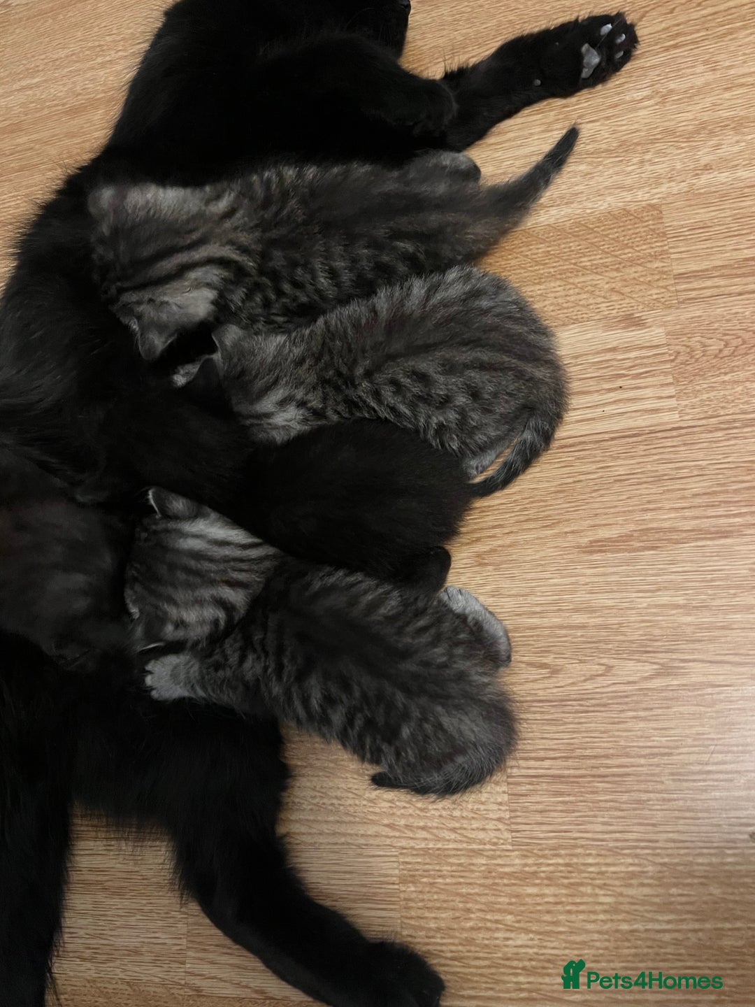 Egyptian Mau cats for sale: TICA reg Spotted EgyptianMau x Bengal LOWEST PRICE - Image 24