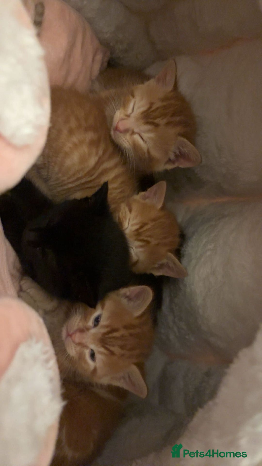Mixed Breed cats for sale: 5 kittens  - Advert 2
