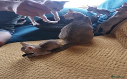 Singapura cats for sale: Stunning Singapura kittens  - Image 9