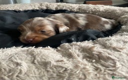 Miniature Dachshund dogs for sale: Kc reg choclate & tan dapple male dachshund  - Image 8