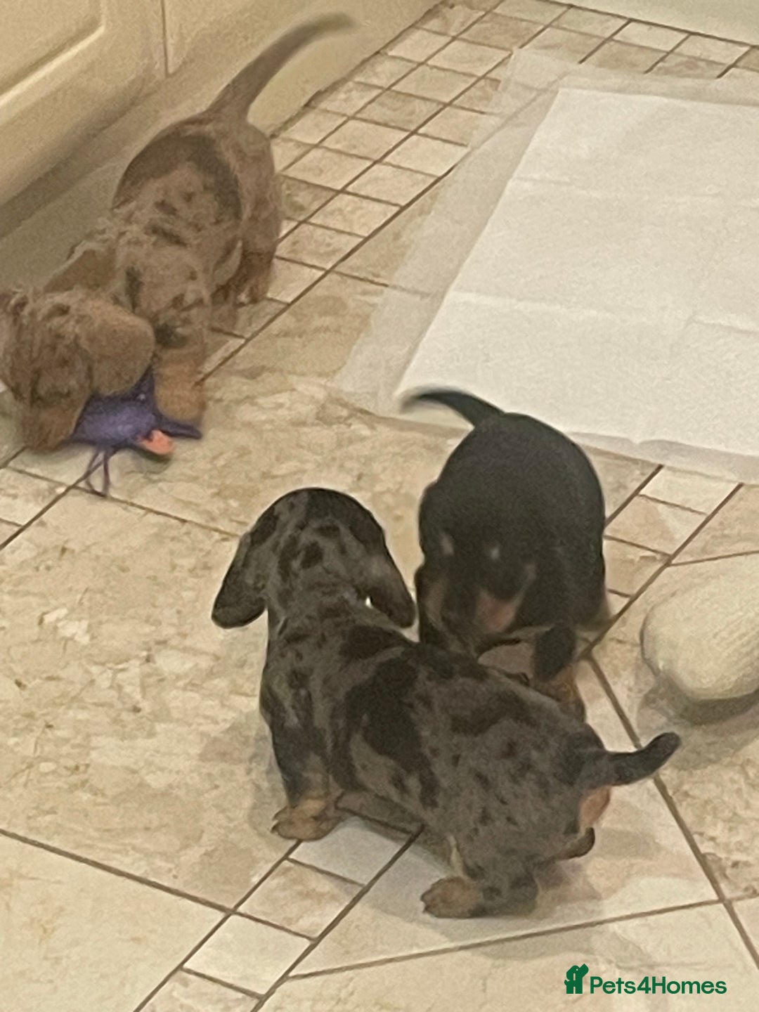 Dachshund dogs for sale: 4 gorgeous pups - Advert 6