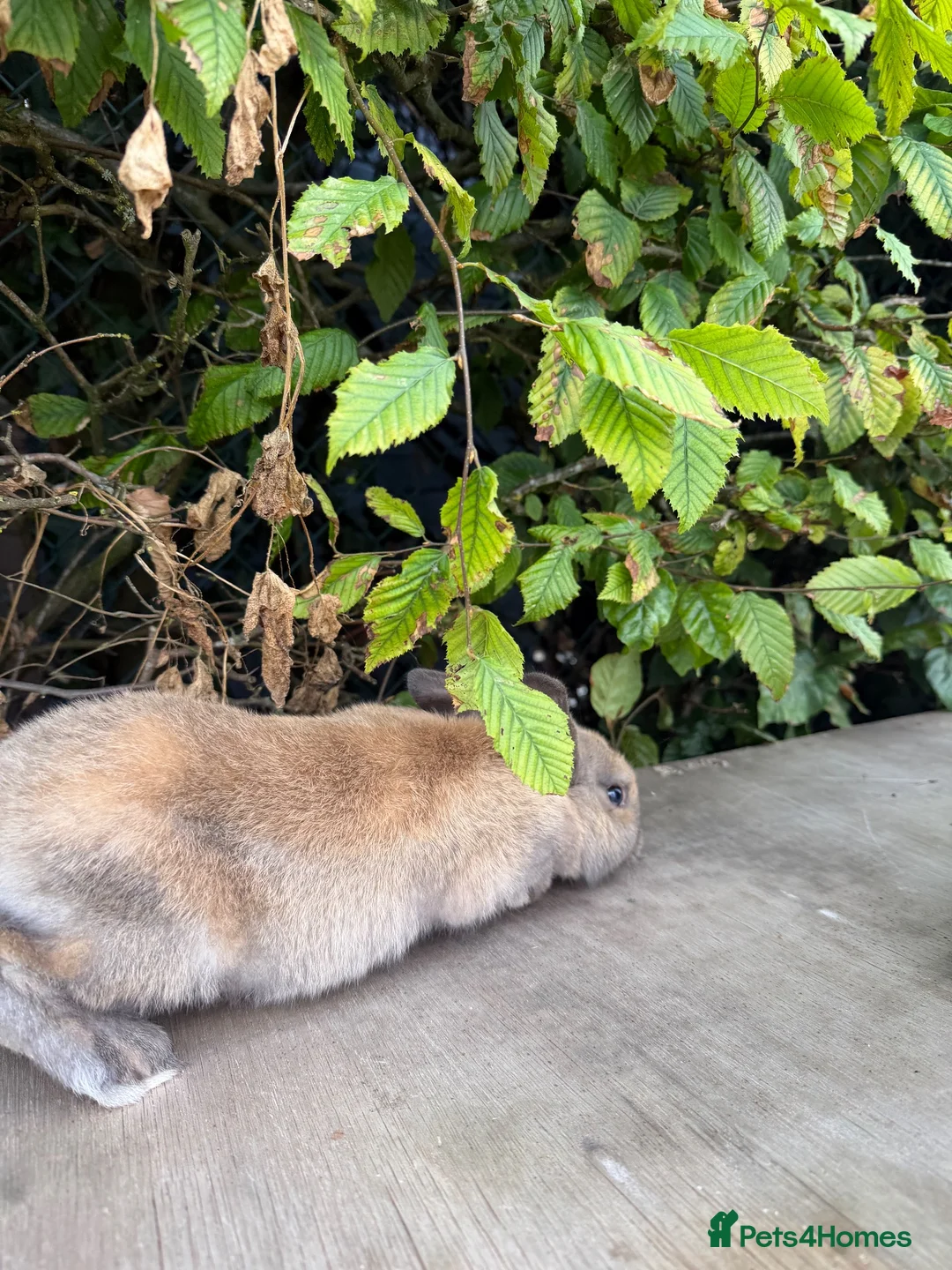 Mixed Breed rabbits for sale: Lovely Rabbit Looking for a New Home - Advert 10
