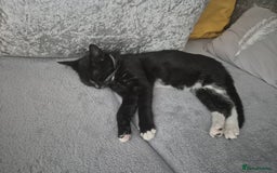 Mixed Breed cats for sale: X5 kittens  - Image 12