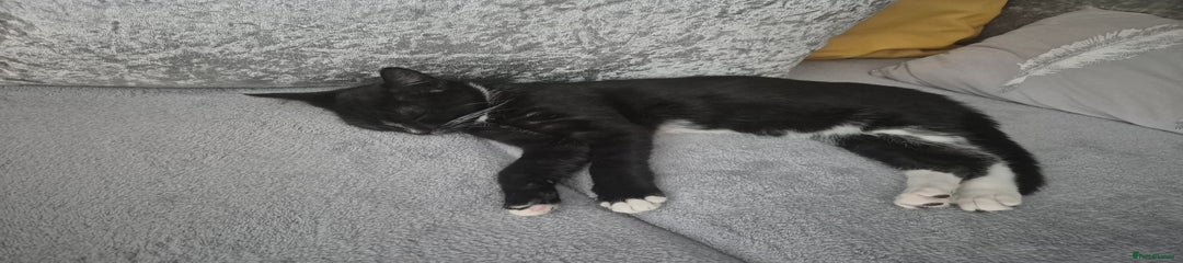 Mixed Breed Kitten 5