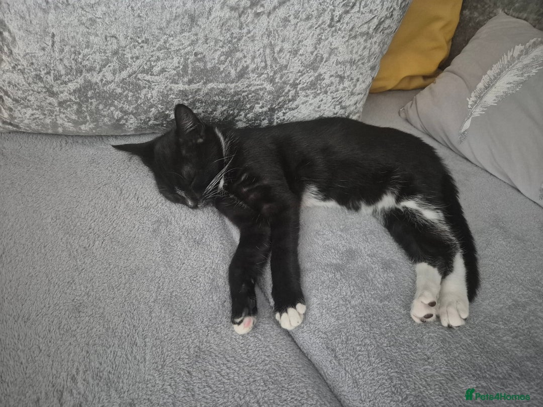 Mixed Breed cats for sale: X5 kittens  - Image 12