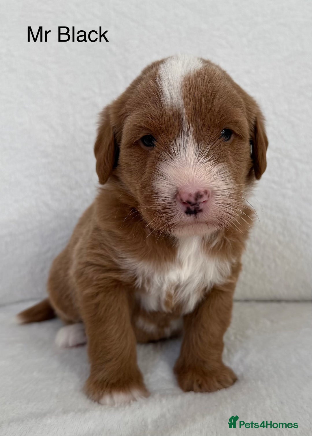 Australian Labradoodle dogs for sale: Australian Labradoodle Pups  - Image 9