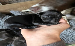 Cocker Spaniel dogs for stud: Proven Working Cocker Spaniel Stud  in Swansea - Image 9