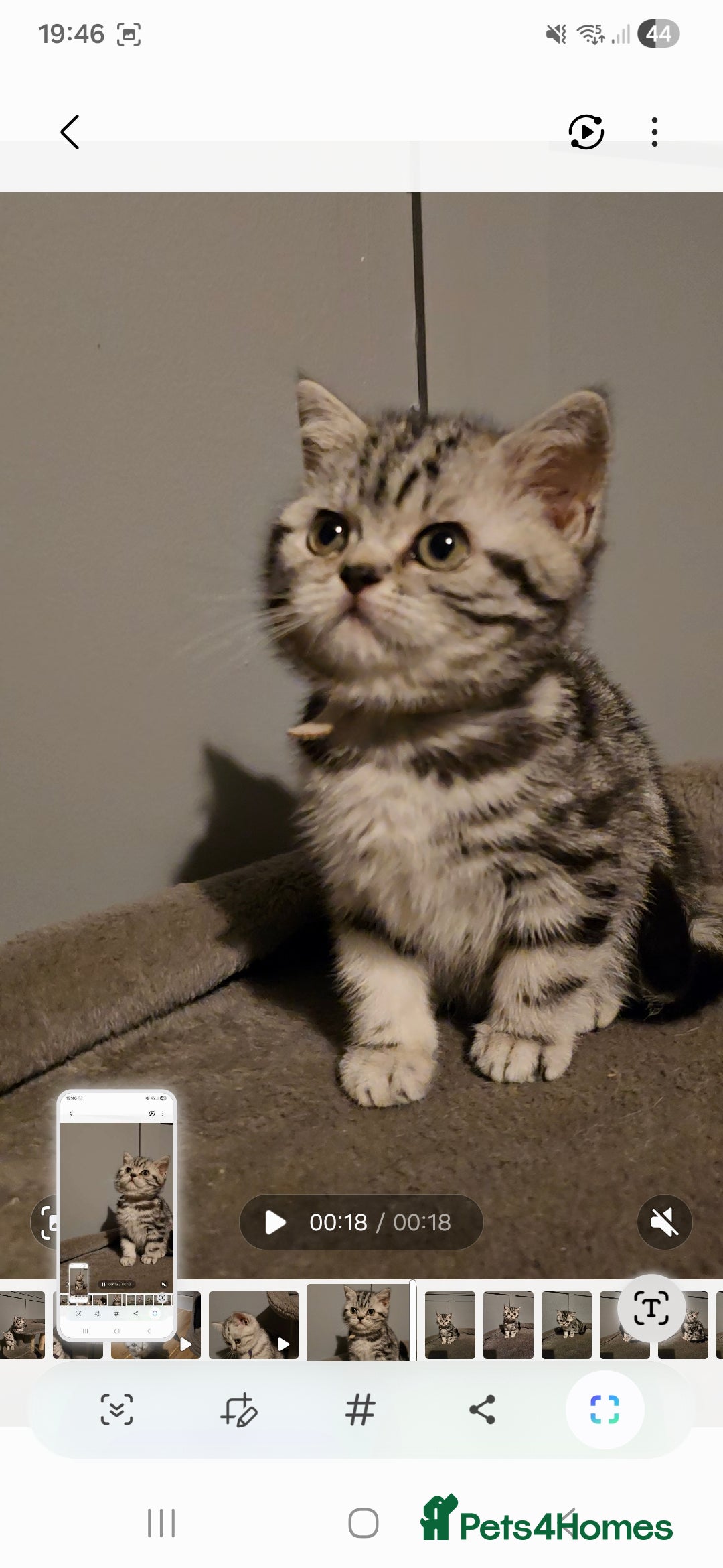 British Shorthair cats for sale: Beautiful bsh silver tabby kitten - Advert 10