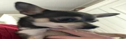 Chihuahua dogs for sale: Chihuahua puppies from licensed breeder - Advert 8