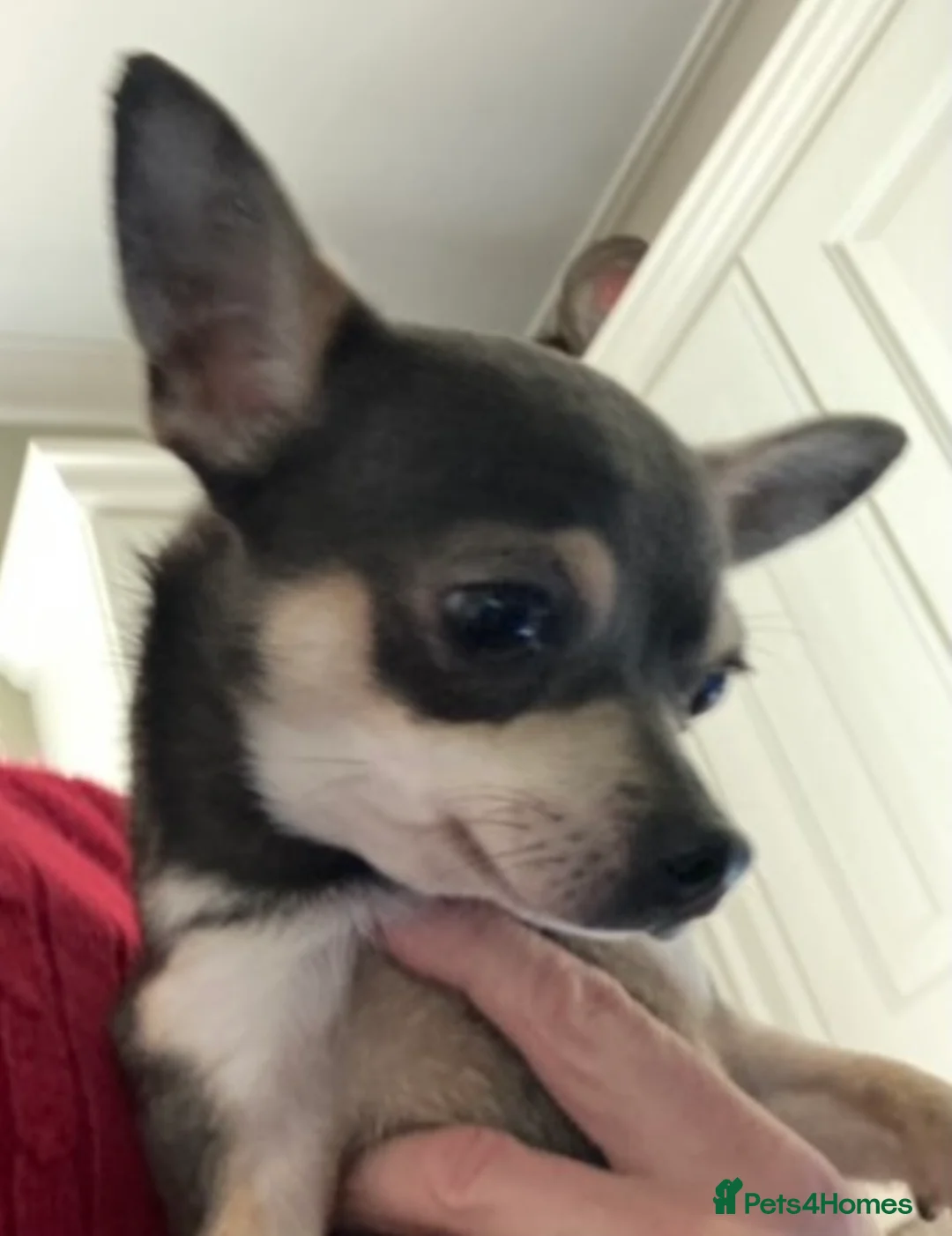 Chihuahua dogs for sale: Chihuahua puppies from licensed breeder - Advert 8