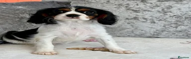 Cavalier King Charles Spaniel 2