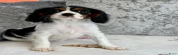 Cavalier King Charles Spaniel dogs for sale: Stunning KC registered tri girls - Advert 4