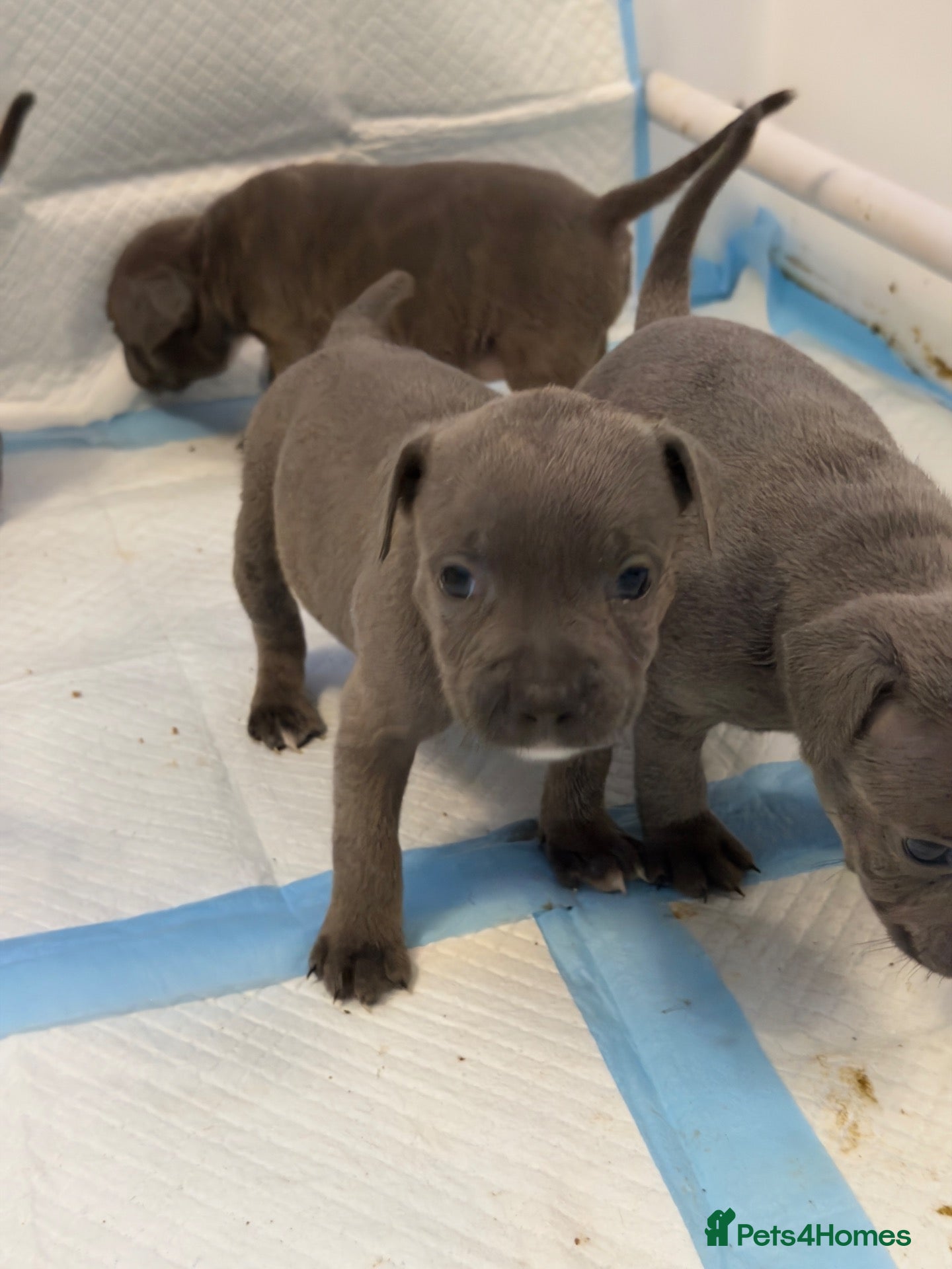 Staffordshire Bull Terrier dogs KC Registered Blue Staffordshire Bull Terrier Pups - Advert 2
