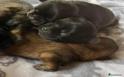 Shih Tzu dogs for sale: Shih Tzu Puppies  - Image 11