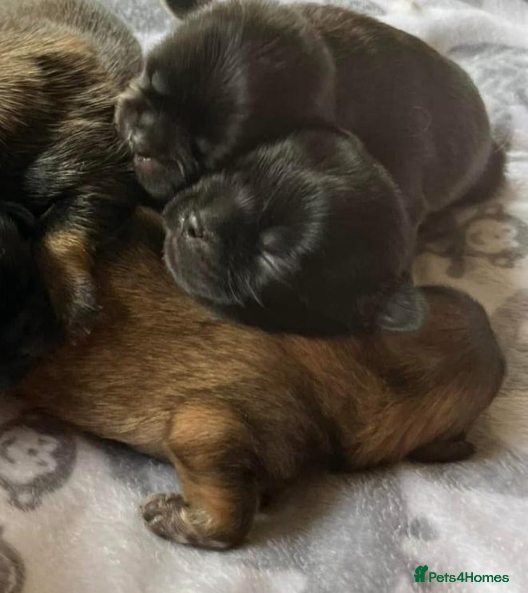 Shih Tzu dogs for sale: Shih Tzu Puppies  - Image 11