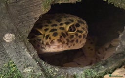Leopard Gecko reptiles for sale: Leopard Gecko 🦎 and enclosure  - Image 3