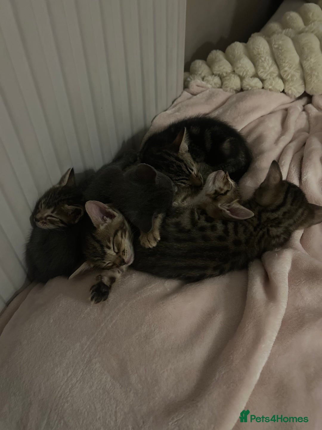 Mixed Breed cats for sale: Oriental cross kittens  - Advert 5