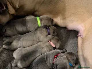 Cane Corso dogs ICCF Registered Formentino Cane Corsos - Advert 12