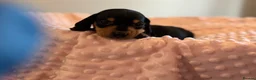 Miniature Dachshund dogs for sale: Miniature dachshund puppies in Chard - Advert 7
