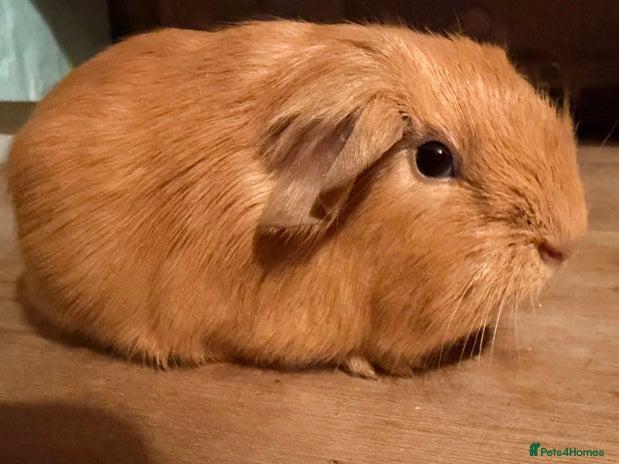 Guinea Pig rodents Beautiful Purebred Buff Guinea Pigs - Advert 16