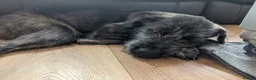 Mixed Breed dogs for sale: Stunning WolfAkita Pups – 1 Boy/1 Girl Ready now!  in Southampton - Advert 12