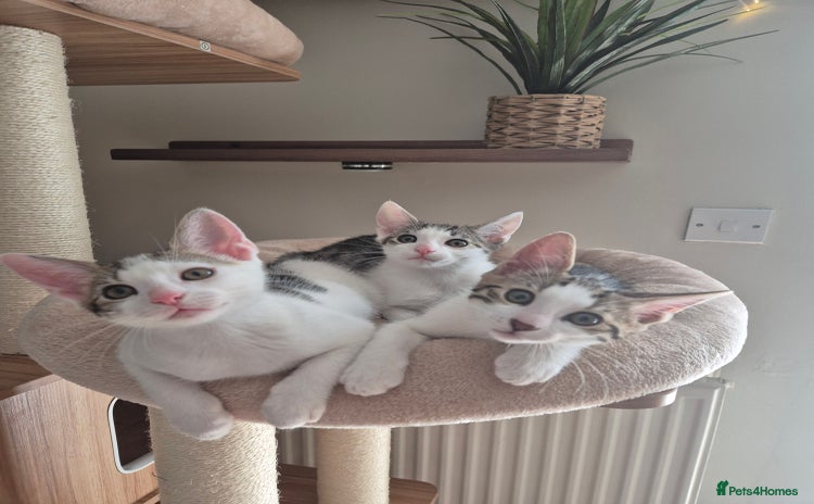 Bengal cats - Advert 1