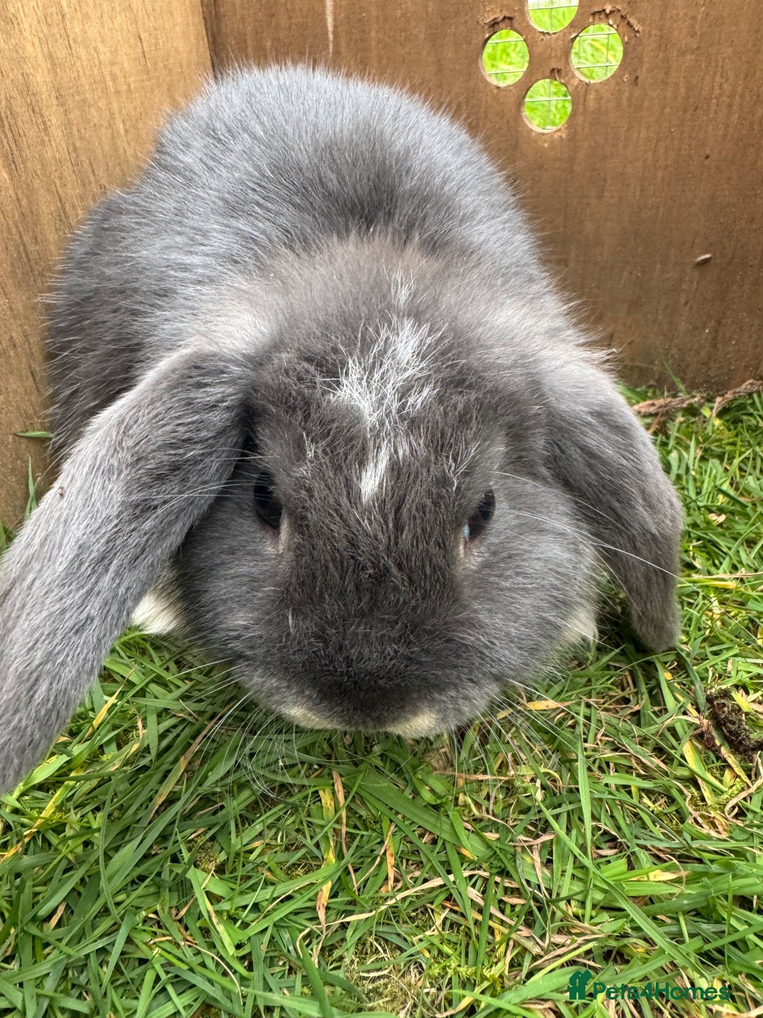 Mini Lop rabbits Miniature Lops  - Advert 2