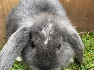 Mini Lop rabbits Miniature Lops - Advert 16