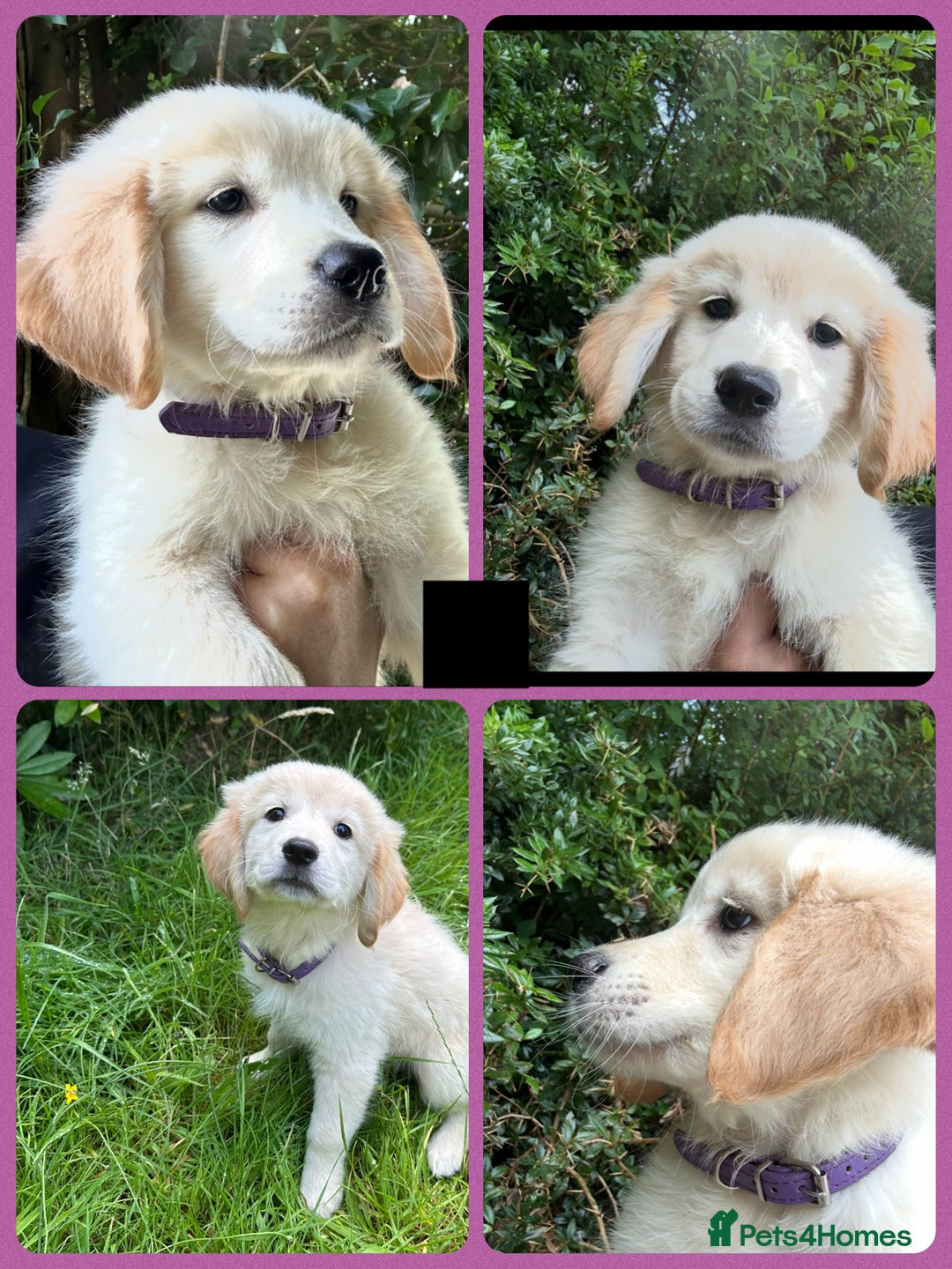 Golden Retriever dogs for sale: KC Registered Golden Retriever Puppies  - Image 7