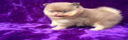 Pomeranian dogs for sale: Kc registered Pom babys ready now x - Advert 3