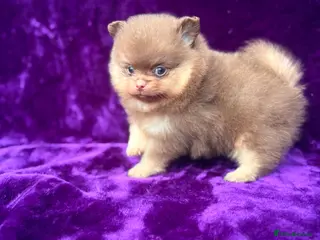 Pomeranian dogs Kc registered Pom babys ready now x - Advert 3