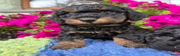 Cockapoo dogs for sale: F1b READY NOW. Health tested parents.  - Advert 14
