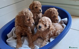 Toy Poodle dogs for sale: Charming Toy Poodle Puppies - Image 4