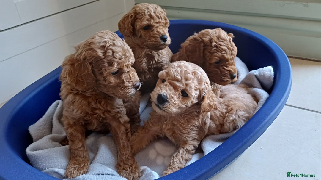 Toy Poodle dogs for sale: Charming Toy Poodle Puppies - Image 4