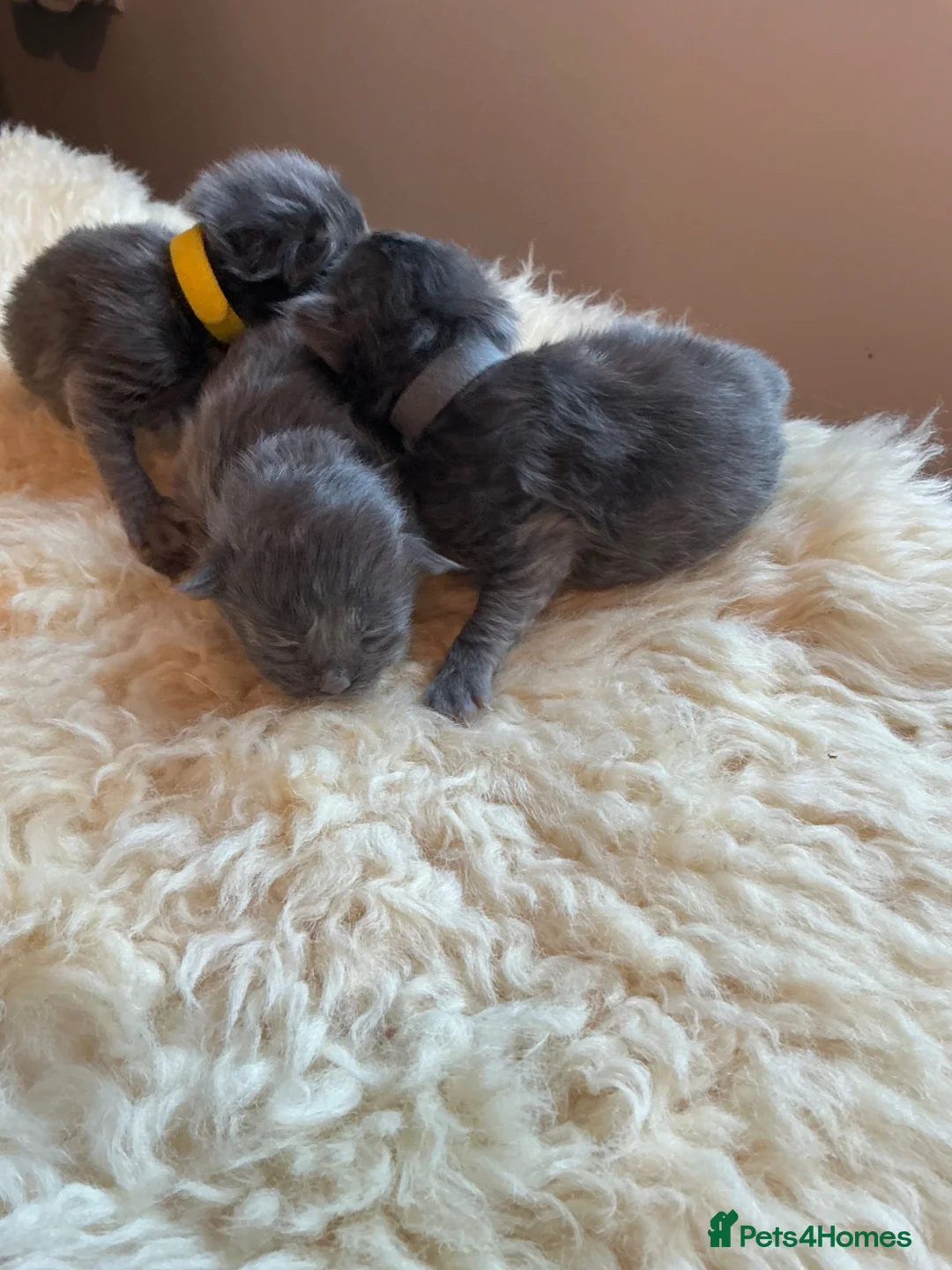 Ragcoon cats for sale: Beautiful Ragcoons  - Advert 2