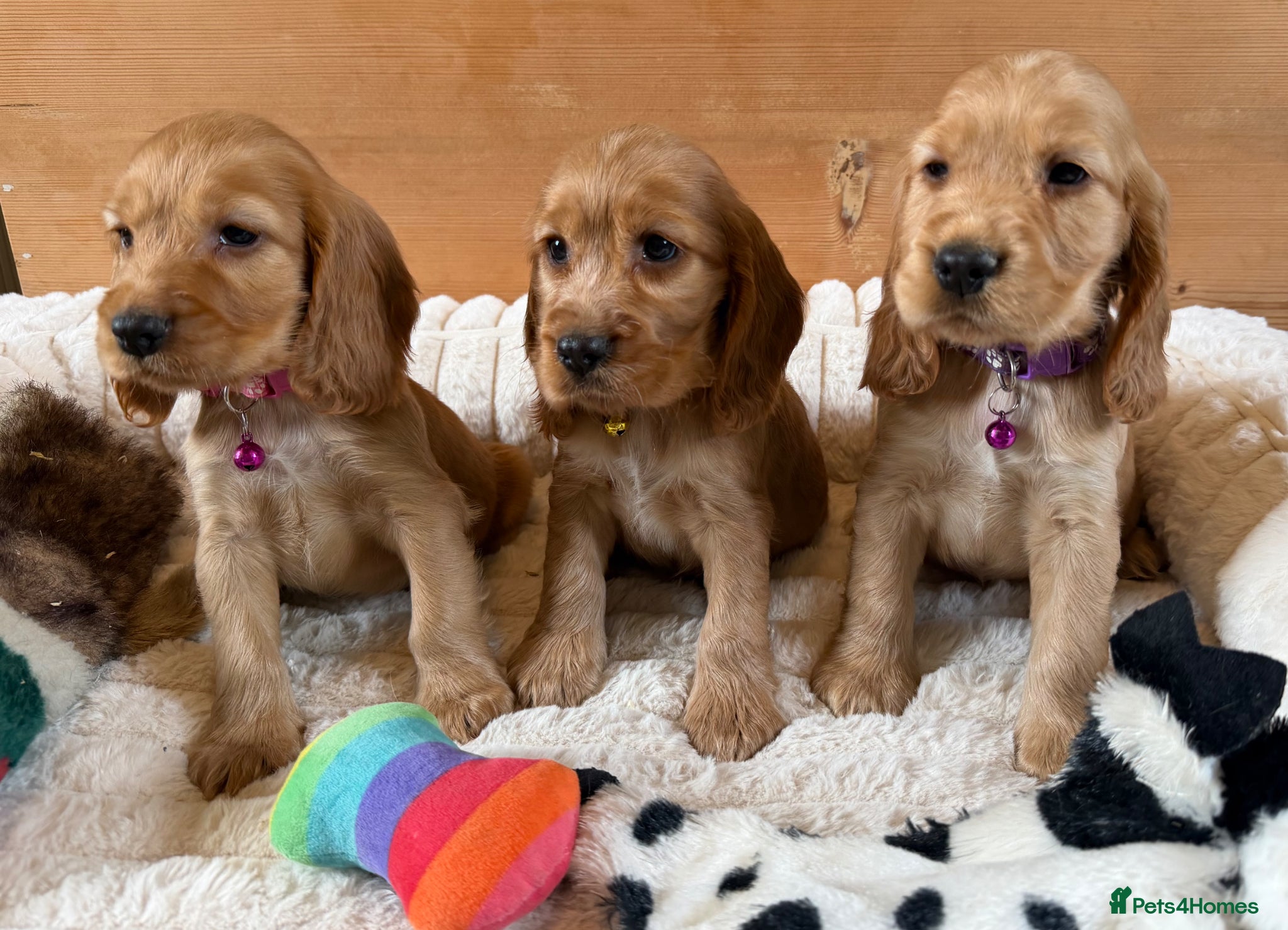Cocker Spaniel dogs KC Registered Gold Show Type Cocker Spaniels  - Advert 1