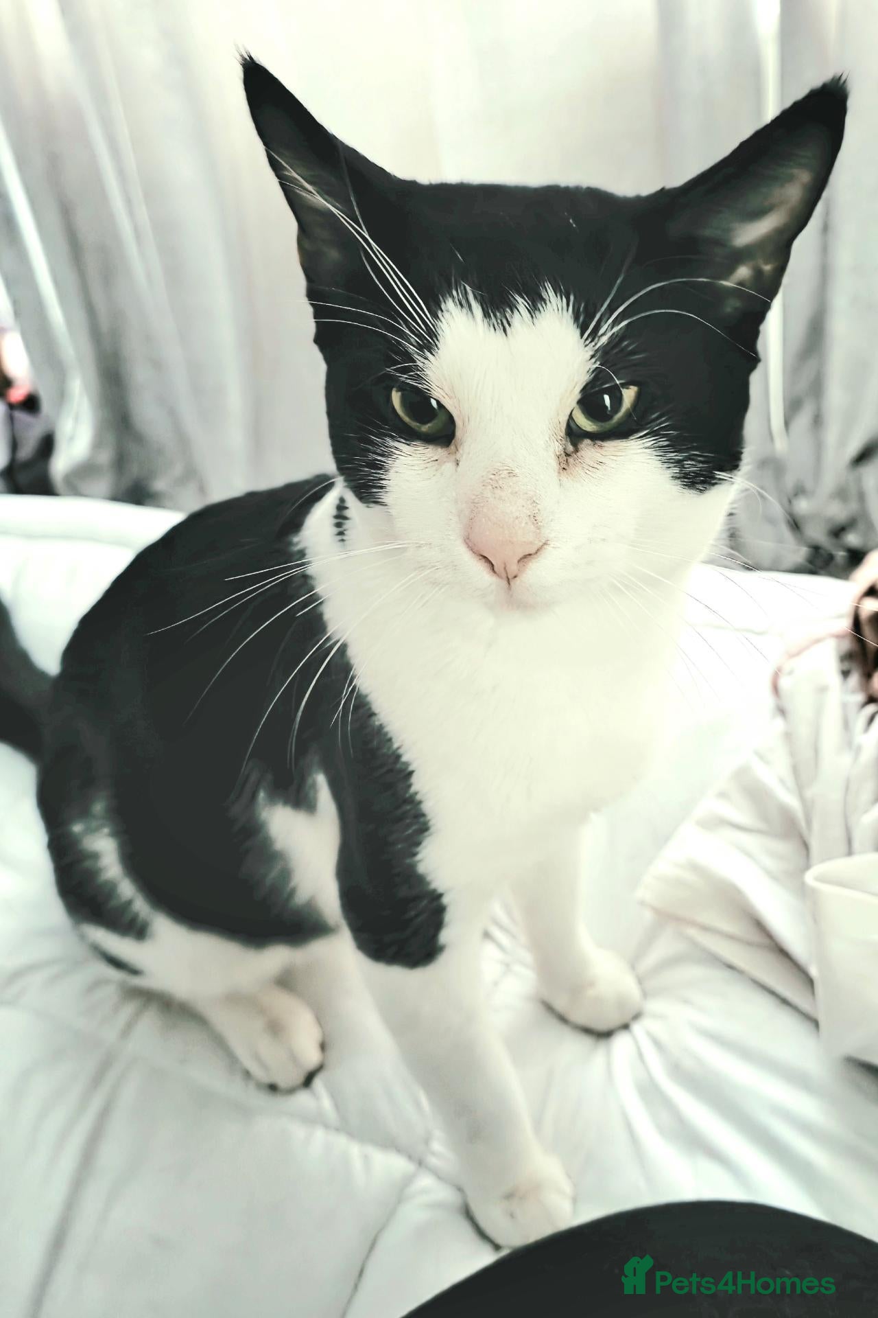 Egyptian Mau cats Egyptian Meau Cross, Male cat for sale - Advert 13