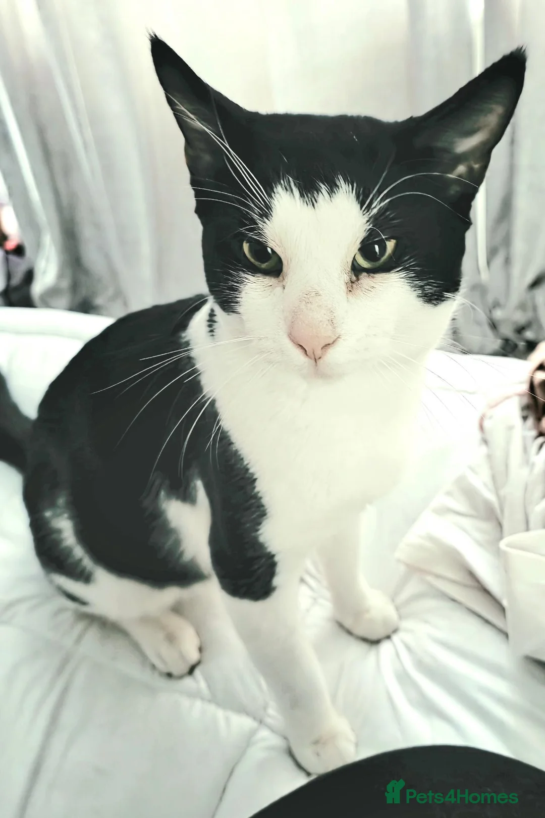 Egyptian Mau cats for sale: Egyptian Meau Cross, Male cat for sale - Advert 1